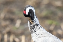 Kranich (Grus grus) im Diepholzer Moor