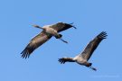 Kraniche (Grus grus) über dem Sehlendorfer Binnensee