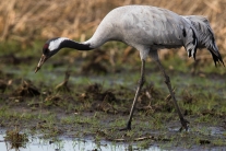 Kranich (Grus grus) im Diepholzer Moor