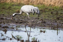 Kranich (Grus grus) im Diepholzer Moor