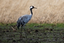 Kranich (Grus grus) im Diepholzer Moor