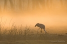 Kranich (Grus grus) im Dierhaegener Moor