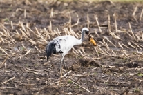 Kranich (Grus grus) im Diepholzer Moor