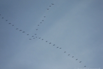 Kraniche (Grus grus) über der Eifel