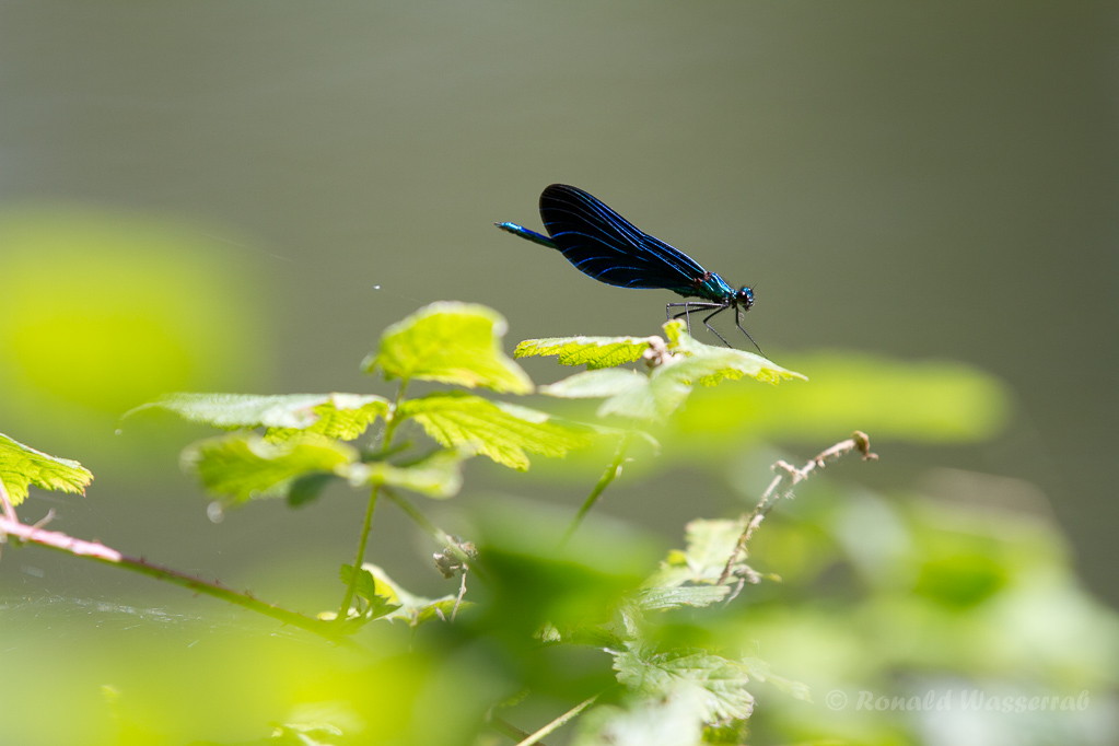 Männchen der Blauflügel-Prachtlibelle (Calopteryx virgo)