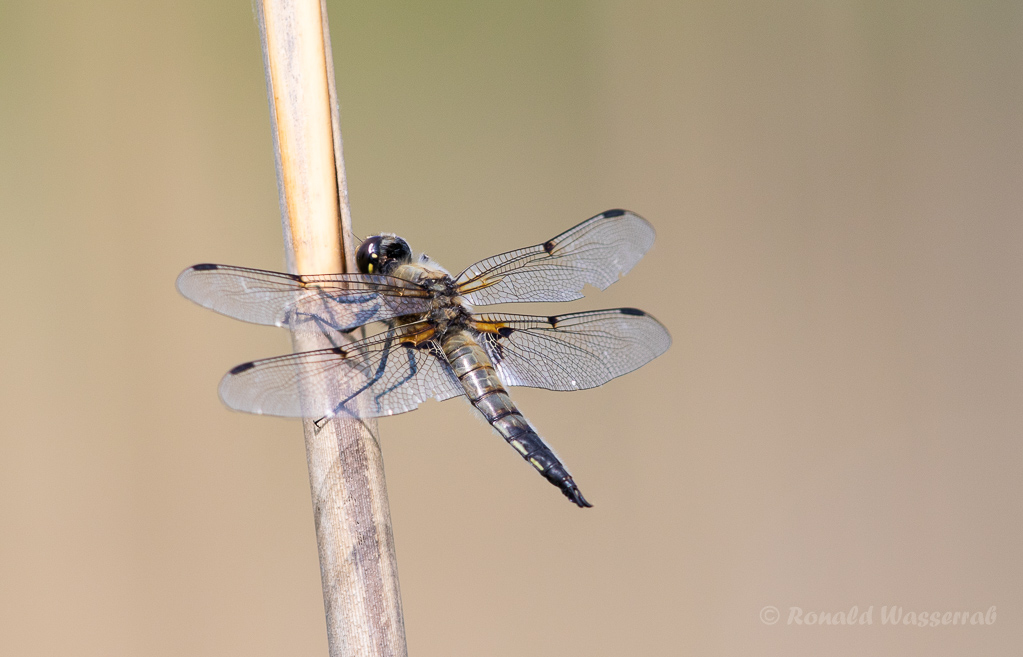 Vierfleck (Libellula quadrimaculata)