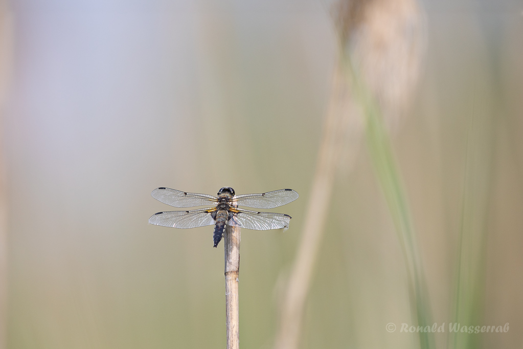Vierfleck (Libellula quadrimaculata)