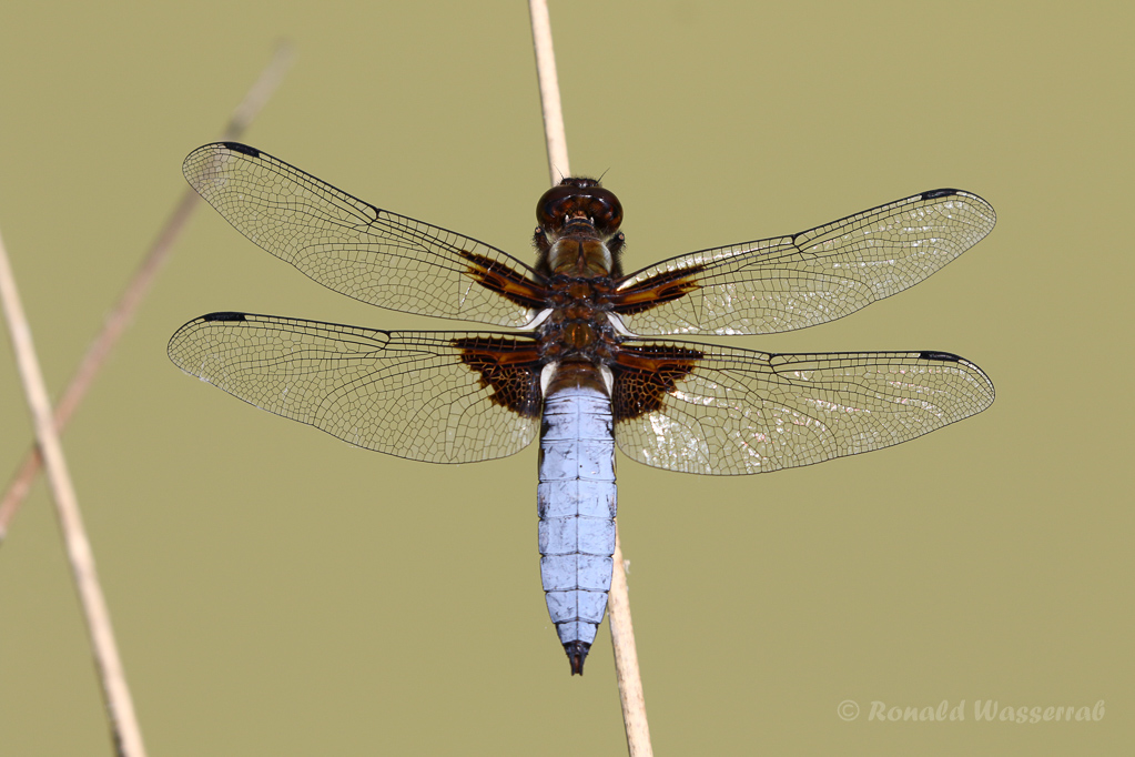 Plattbauch (Libellula depressa)