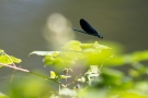 Männchen der Blauflügel-Prachtlibelle (Calopteryx virgo)