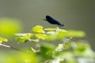 Männchen der Blauflügel-Prachtlibelle (Calopteryx virgo)