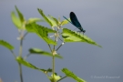 Männchen der Blauflügel-Prachtlibelle (Calopteryx virgo)