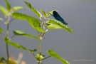 Männchen der Blauflügel-Prachtlibelle (Calopteryx virgo)