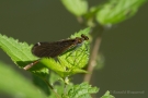 Weibchen der Blauflügel-Prachtlibelle (Calopteryx virgo)