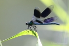 Männchen der Gebänderten Prachtlibelle (Calopteryx splendens)