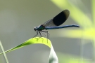 Männchen der Gebänderten Prachtlibelle (Calopteryx splendens)