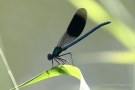 Männchen der Gebänderten Prachtlibelle (Calopteryx splendens)