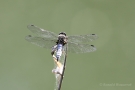 Spitzenfleck (Libellula fulva)