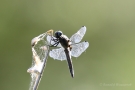 Spitzenfleck (Libellula fulva)