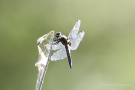 Spitzenfleck (Libellula fulva)