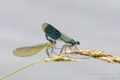 Paarung der Gebänderten Prachtlibelle (Calopteryx splendens)