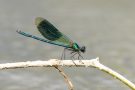 Gebänderte Prachtlibelle (Calopteryx splendens)