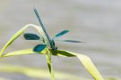 Gebänderte Prachtlibelle (Calopteryx splendens)