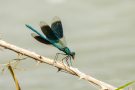 Gebänderte Prachtlibelle (Calopteryx splendens)