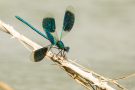Gebänderte Prachtlibelle (Calopteryx splendens)