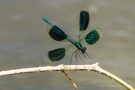 Gebänderte Prachtlibelle (Calopteryx splendens)