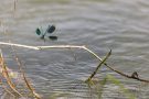Gebänderte Prachtlibelle (Calopteryx splendens)