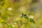Gebänderte Prachtlibelle (Calopteryx splendens)