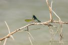 Paarung der Gebänderten Prachtlibelle (Calopteryx splendens)