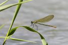 Weibchen der Gebänderten Prachtlibelle  (Calopteryx splendens)