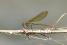 Weibchen der Gebänderten Prachtlibelle  (Calopteryx splendens)