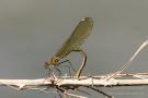 Weibchen der Gebänderten Prachtlibelle  (Calopteryx splendens)