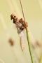 Libellen-Haut vom Plattbauch (Libellula depressa)