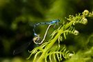 Speer-Azurjungfern (Coenagrion hastulatum) im Paarungsrad