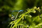 Speer-Azurjungfern (Coenagrion hastulatum) im Paarungsrad