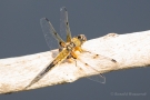 Vierfleck (Libellula quadrimaculata)