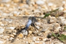 Großer Blaupfeil mit Beute (Orthetrum cancellatum)