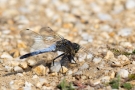 Großer Blaupfeil mit Beute (Orthetrum cancellatum)