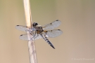 Vierfleck (Libellula quadrimaculata)