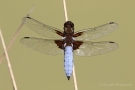 Plattbauch (Libellula depressa)