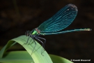 Blauflügel-Prachtlibelle (Calopteryx virgo) auf Blatt