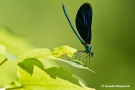 Blauflügel-Prachtlibelle (Calopteryx virgo)