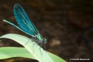 Blauflügel-Prachtlibellen-Männchen (Calopteryx virgo)