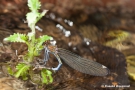 Blauflügel-Prachtlibellen-Weibchen (Calopteryx virgo) bei der Eiablage