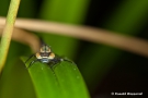 Frühe Adonisjungfer (Pyrrhosoma nymphula)