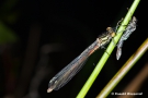 Libelle mit ihrer Larvenhaut