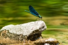 Blauflügel-Prachtlibelle (Calopteryx virgo)